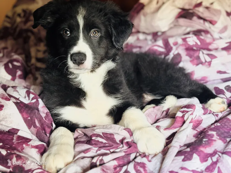 Mr. Blue  – Border Collie puppy for sale in Burleson, TX
