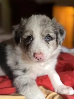 Tex (Heterochromia) , a male Border Collie for sale in Burleson, TX – 2 of 10