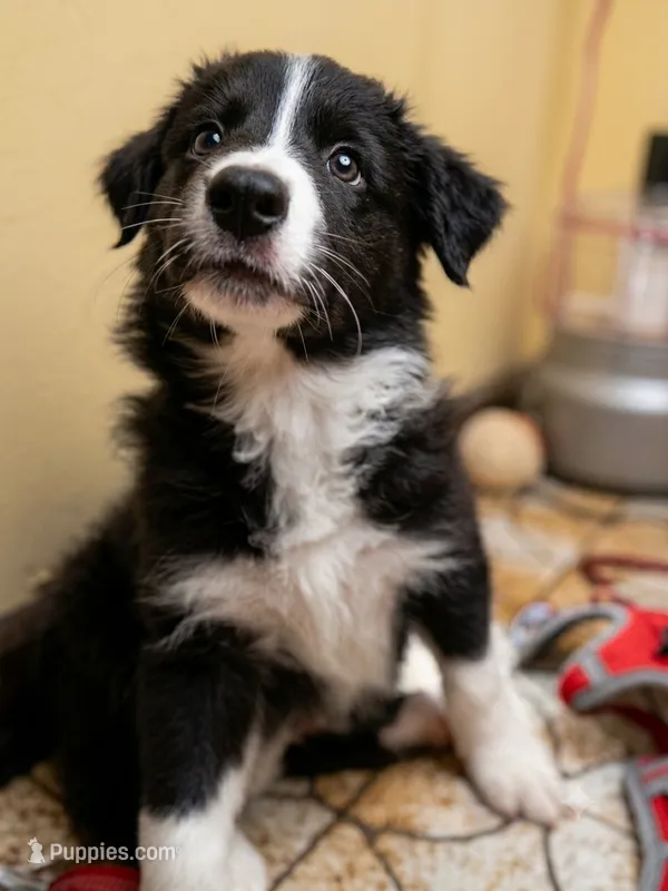 Aldo – Border Collie puppy for sale in Burleson, TX