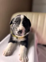 Aldo, a male Border Collie for sale in Burleson, TX – 3 of 9