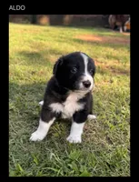 Mr. Blue , a male Border Collie for sale in Burleson, TX – 3 of 9