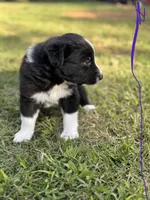 Aldo, a male Border Collie for sale in Burleson, TX – 2 of 9