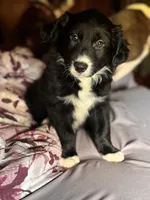 “CHONK”, a male Border Collie for sale in Burleson, TX – 1 of 9
