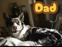 Mr. Blue , a male Border Collie for sale in Burleson, TX – 8 of 9