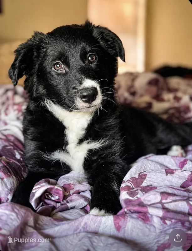 Charlie aka Chonk! – Border Collie puppy for sale in Burleson, TX