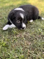 Mr. Blue , a male Border Collie for sale in Burleson, TX – 5 of 9