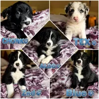 “CHONK”, a male Border Collie for sale in Burleson, TX – 6 of 9