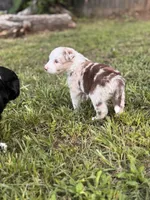 Mia, a female Border Collie for sale in Burleson, TX – 2 of 10