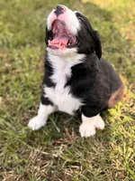 Zed , a male Border Collie for sale in Burleson, TX – 4 of 10