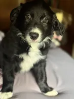 “CHONK”, a male Border Collie for sale in Burleson, TX – 2 of 9