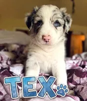 Tex (Heterochromia) , a male Border Collie for sale in Burleson, TX – 1 of 10