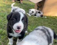 Zed , a male Border Collie for sale in Burleson, TX – 2 of 10