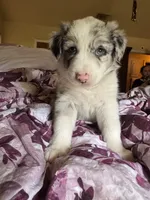 Tex (Heterochromia) , a male Border Collie for sale in Burleson, TX – 4 of 10
