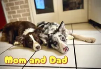 TEX, a male Border Collie for sale in Burleson, TX – 6 of 10