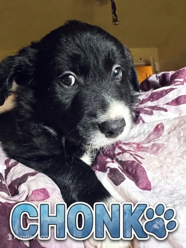 Marvin Aka “CHONK” – Border Collie puppy for sale in Burleson, TX