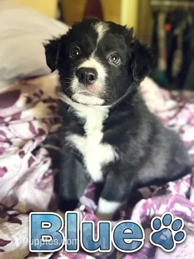 Mr. Blue  – Border Collie puppy for sale in Burleson, TX