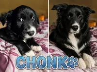 “CHONK”, a male Border Collie for sale in Burleson, TX – 9 of 9