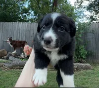 Mr. Blue , a male Border Collie for sale in Burleson, TX – 4 of 9