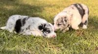 JACKIE, a female Border Collie for sale in Burleson, TX – 6 of 10