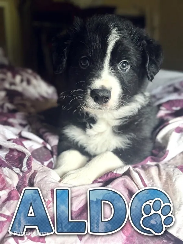 Aldo – Border Collie puppy for sale in Burleson, TX