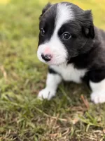 Zed , a male Border Collie for sale in Burleson, TX – 6 of 10