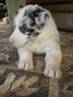 JACKIE, a female Border Collie for sale in Burleson, TX – 10 of 10