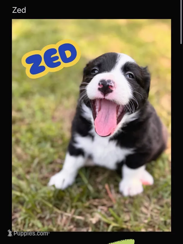 Zed  – Border Collie puppy for sale in Burleson, TX