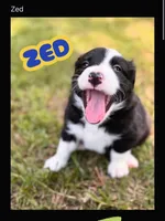 Zed , a male Border Collie for sale in Burleson, TX – 1 of 10