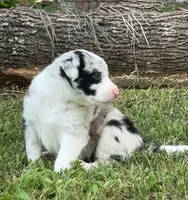 Honey Bunny, a female Border Collie for sale in Burleson, TX – 2 of 10