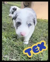 TEX, a male Border Collie for sale in Burleson, TX – 3 of 10
