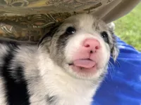 TEX, a male Border Collie for sale in Burleson, TX – 4 of 10