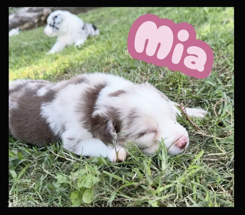 Mia – Border Collie puppy for sale in Burleson, TX