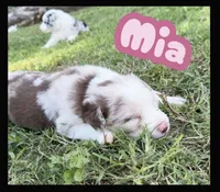 Mia, a female Border Collie for sale in Burleson, TX – 1 of 10