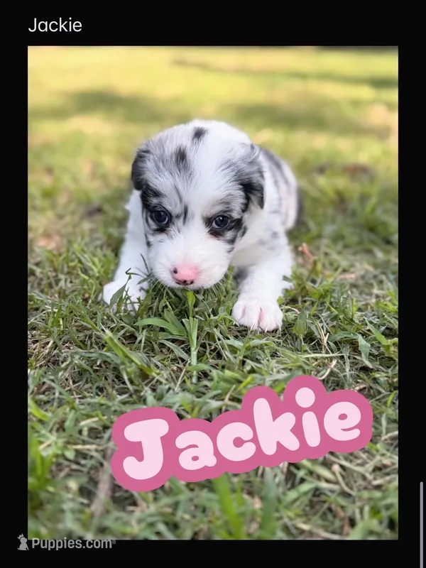 JACKIE – Border Collie puppy for sale in Burleson, TX