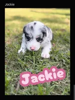 JACKIE, a female Border Collie for sale in Burleson, TX – 1 of 10
