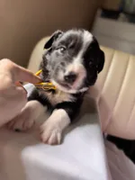 Aldo, a male Border Collie for sale in Burleson, TX – 4 of 9