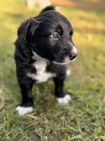 Marvin Aka “CHONK”, a male Border Collie for sale in Burleson, TX – 6 of 10