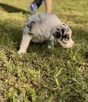 JACKIE, a female Border Collie for sale in Burleson, TX – 4 of 10