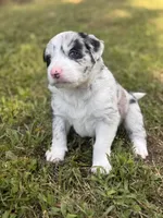 Honey Bunny, a female Border Collie for sale in Burleson, TX – 6 of 10
