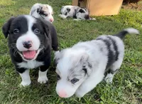 Zed , a male Border Collie for sale in Burleson, TX – 5 of 10