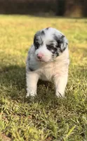 JACKIE, a female Border Collie for sale in Burleson, TX – 5 of 10