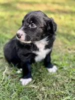 Marvin Aka “CHONK”, a male Border Collie for sale in Burleson, TX – 5 of 10