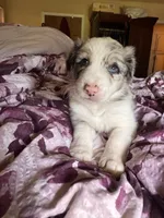 Tex (Heterochromia) , a male Border Collie for sale in Burleson, TX – 3 of 10