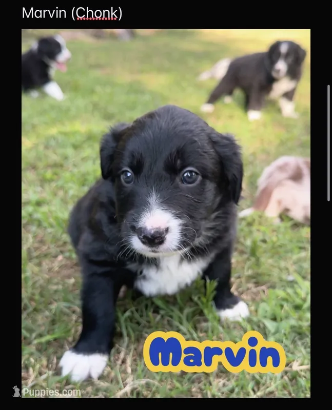 Marvin Aka “CHONK” – Border Collie puppy for sale in Burleson, TX