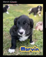 Marvin Aka “CHONK”, a male Border Collie for sale in Burleson, TX – 1 of 10