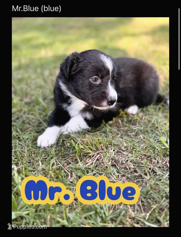 Mr. Blue  – Border Collie puppy for sale in Burleson, TX