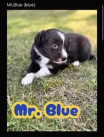 Mr. Blue , a male Border Collie for sale in Burleson, TX – 1 of 9