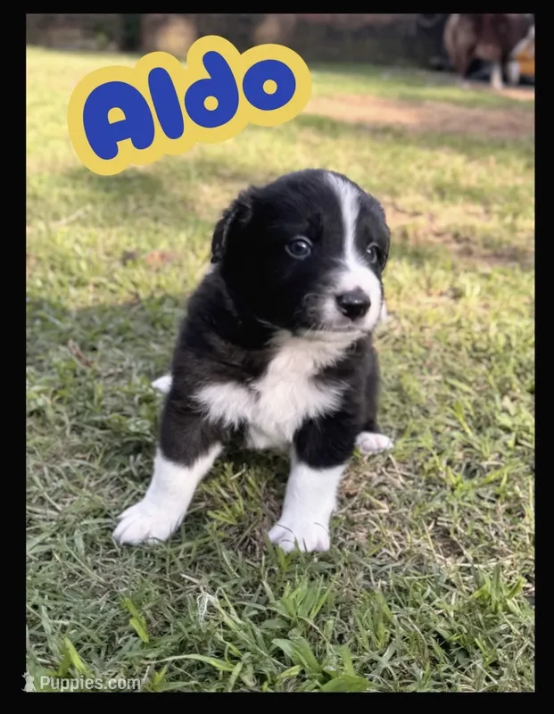 Aldo – Border Collie puppy for sale in Burleson, TX