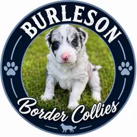 Jackie, a female Border Collie for sale in Burleson, TX – 9 of 10