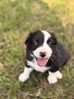 Zed , a male Border Collie for sale in Burleson, TX – 3 of 10